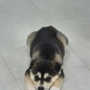 일발장전 | 포인핸드 입양 후기 | 반려견 입양🩷/울산에서 경기도까지 그녀를 만나러🐶