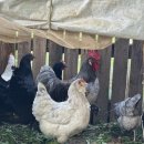 홍성청계닭농장 이미지