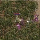오크 Daum카페