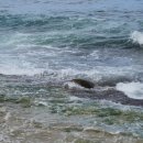 은비치농장 이미지