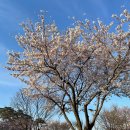 신정불고기(현.장우옥) | 4/1 ~ 4/18 나름 행복한 4월