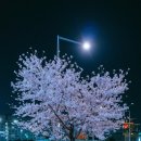 2025년 강서봄빛페스타 이미지