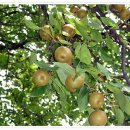 만능효소 이미지