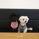 멍멍으르렁컹컹 부대찌개 이미지