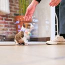 송현동 강아지 이미지