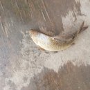 봉림낚시터 이미지