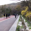 남산데이지