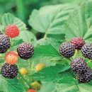 함평천지복분자영농조합법인 이미지