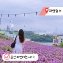 (주)청명푸드 | 울산 장생포 고래문화마을 라벤더 실시간 수국 개화 축제 일정