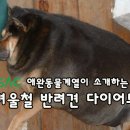 SAC 서종예 애완동물계열 홍선화 교수님이 알려주는 겨울철 반려견 다이어트 방법! 이미지