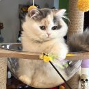 깔레 | 치앙마이 여행 | 앤티크마사지 크렁매카 나이트바자 야시장 맛집 깔레 파플론 바나나로띠 먹거리 추천