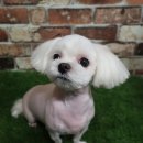 엄지애견미용 이미지