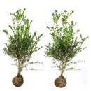 순희농장 이미지