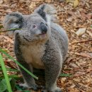 별달해크루 사람을 만나다 | 멜버른 그레이트 오션 로드 소규모 투어, 야생 코알라까지 알찬 경험 후기