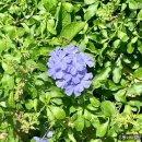 하늘정원게스트하우스 | [1️⃣ 3박 4일 제주 북부] 21살의 여름 제주_마음샌드...동문재래시장, 함덕해수욕장, 하늘정원게스트하우스