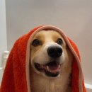 애견목욕탕 이미지