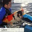 코이 이미지