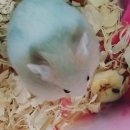 좌천동물병원 이미지