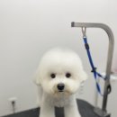 댕바이미 이미지