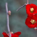 우리꽃식물원 이미지