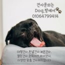 스터디독스쿨 네이버블로그