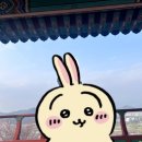 침산정 | 봄날, 마음이 살랑!🌸 대구 침산공원 벚꽃 계단 인생샷 &amp; 침산정 숨통 트인 이야기