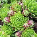 영원초등학교 이미지