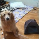 댕댕이집 이미지