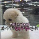 유성애견호텔 | [대전강아지분양] 더펫 유성본점, 왜 여기가 전국구 명소인지 알겠네요!