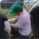 조원진농장 이미지