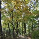 노루발타이어 | 구룡산 단풍 산책, 캠프라인 등산화 테스트