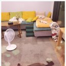 청 애견미용 네이버블로그