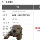 한국애견연맹 KKF 반려동물종합관리사 독학 후기 합격 및 자격증 발급