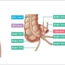 맹장염 복통 맹장염 수술 입원기간 맹장염 원인 증상 연령별 맹장염 증상 맹장염 비슷한 질환 이미지