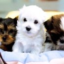 오리궁뎅이 이미지