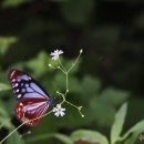 나비정보시스템 이미지