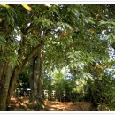 함평 기각리붉가시나무자생북한지 이미지