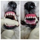 김s 동물병원 | 【김s동물병원】강아지 무마취스케일링/비숑 무마취스케일링