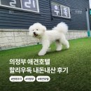 할리우독 이미지