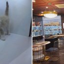 도그마루 강아지 고양이 부산점 이미지