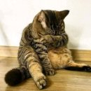 한강동물병원 이미지