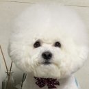 우리 펫 택시(woori pet taxi) | [경기 성남/분당/용인] 펫택시 첫이용 후기 &#34;알라딘 펫택시&#34; 대강추!!