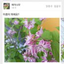 모야모