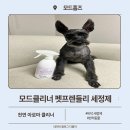 모드홈즈 | 강아지 반려동물 바닥 세정제 모드홈즈 모드클리너 펫프렌들리 후기