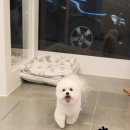 댕댕역 이미지