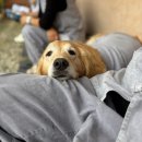 댕플 | 반려생활 충북 영양 이암사 애견동반 댕플스테이 1박2일 후기✨ with 영양 애견동반카페 길등재 + 옥천...