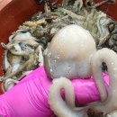 신안홍어 이미지