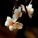 덕정공원 이미지