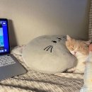 프루토