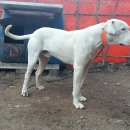 날으는돈까스 이미지